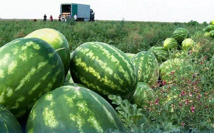 На Ставрополье намерены собрать свыше 4 тысяч тонн бахчевых