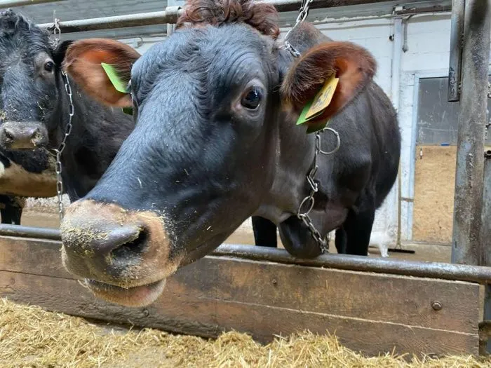 В Ставропольском крае направят более 356 млн рублей на молочное животноводство в 2025 году