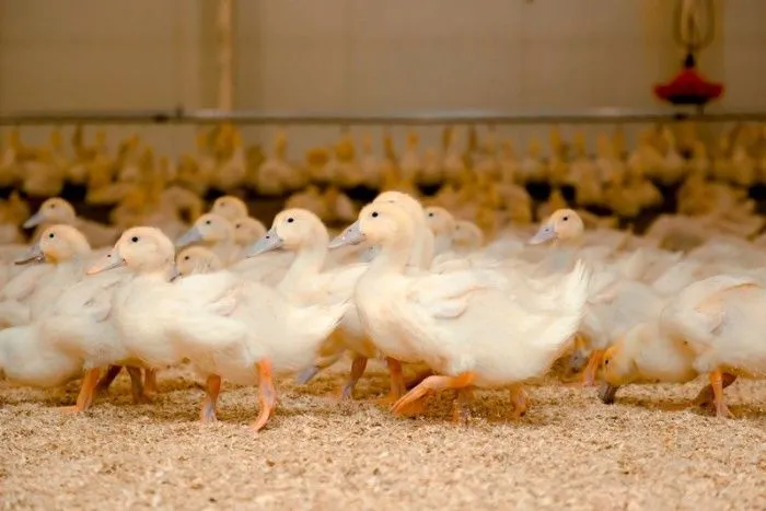 Ростовская область впервые экспортировала мясо утки в ЦАР
