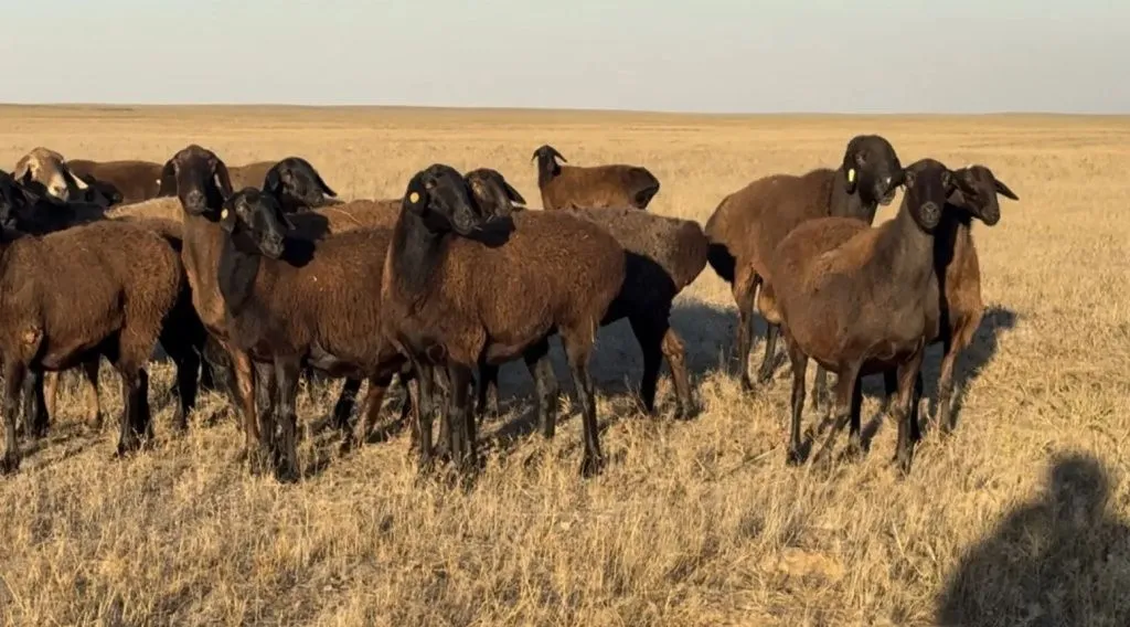 Астраханская область овцы гиссаркая порода.jpg