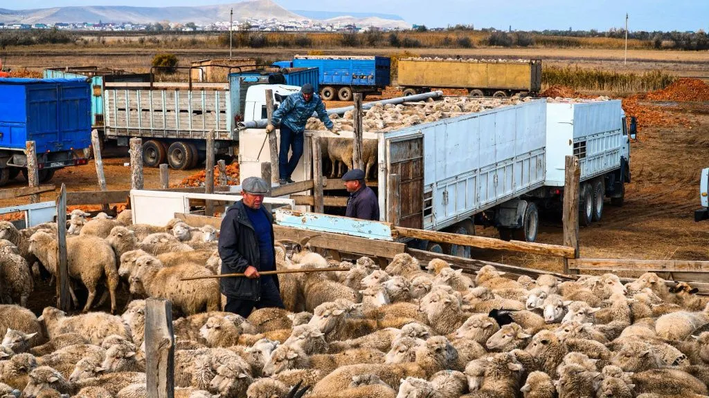 Минсельхоз Дагестана овцы3.jpg