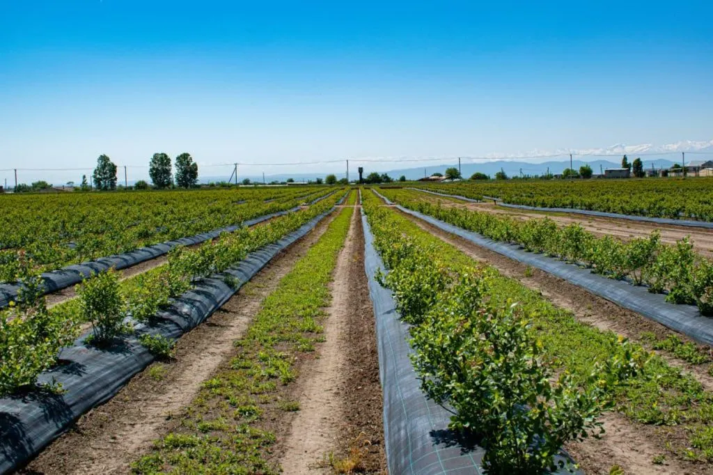 Голубичные поляны в Кабардино-Балкарии // Фото: Рамазан Каздохов