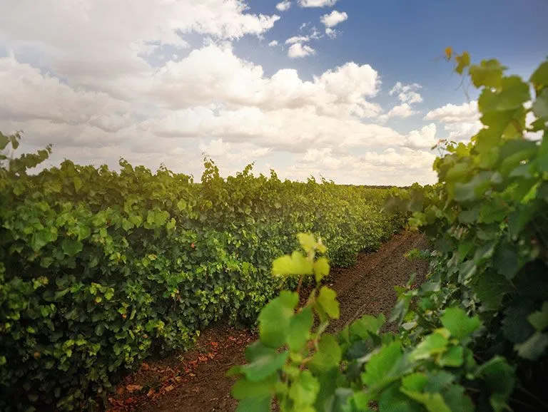 Абраю виноградник.jpg Абраю виноградник.jpg