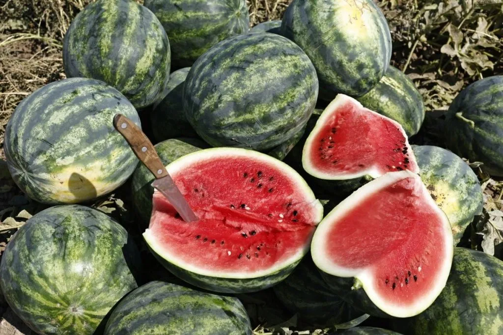 арбузы астраханские.jpeg арбузы астраханские.jpeg