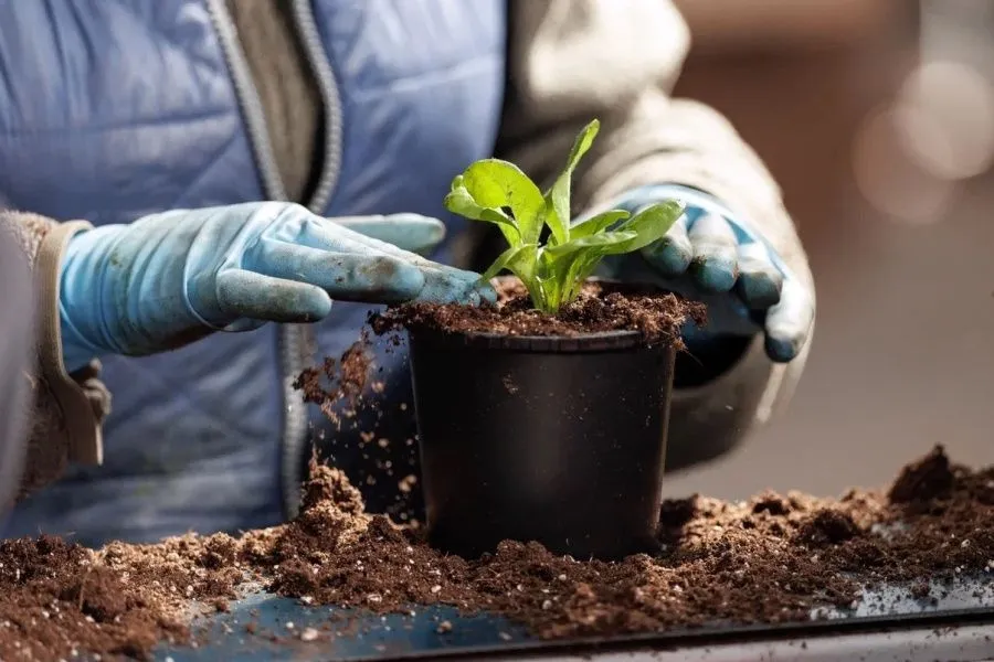 Талан_автор Евгений Чистяков 2.jpg