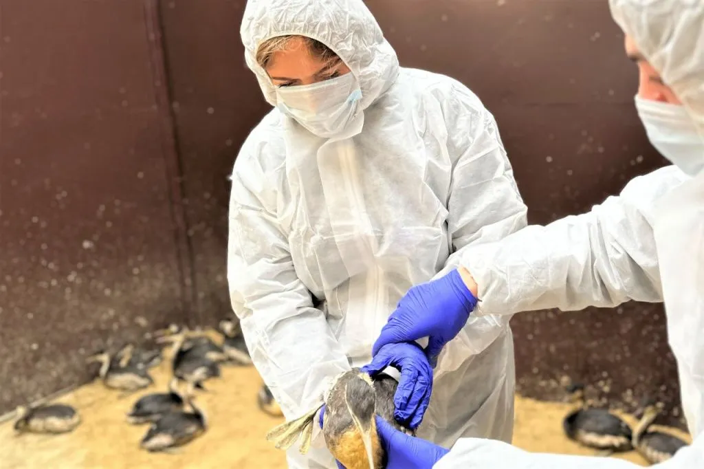 оперштаб утка.jpg