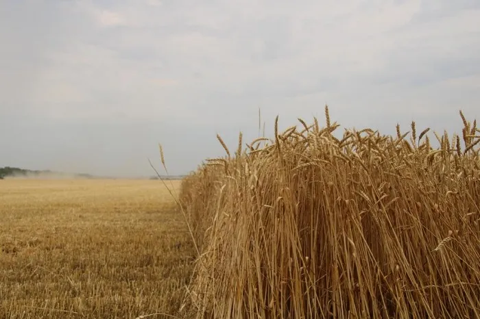 Зерно.jpg Зерно.jpg