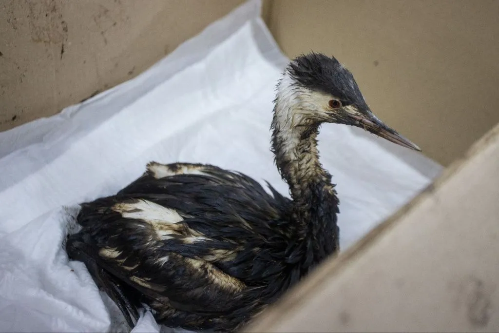 Спасенная волонтерами птица // Фото: мэрия Анапы Спасенная волонтерами птица // Фото: мэрия Анапы