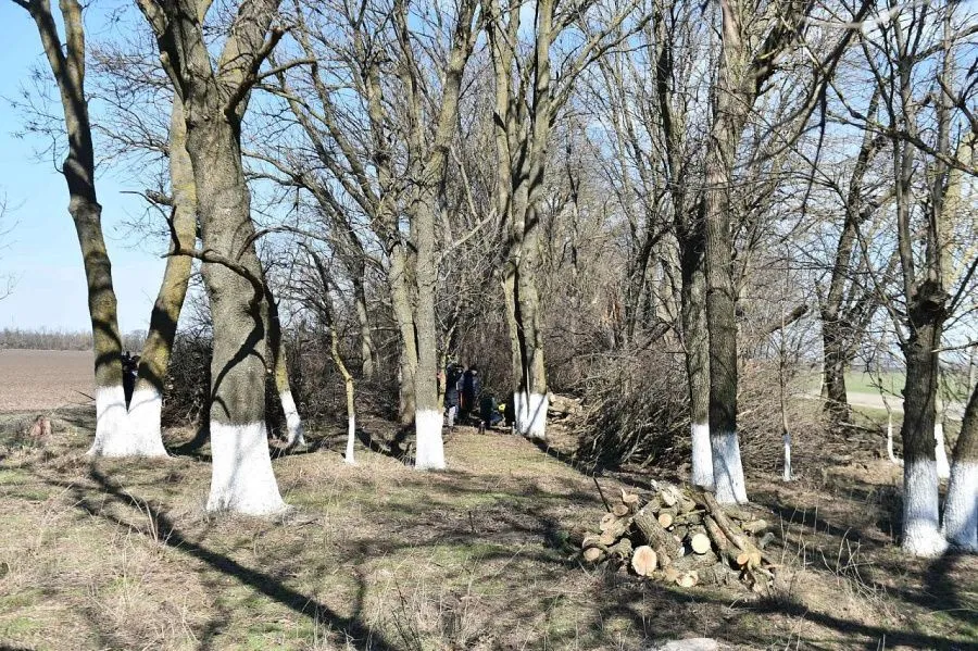 Лесополосы в Краснодарском крае.jpg