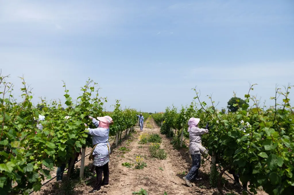 сбор урожая дербент вино.jpg