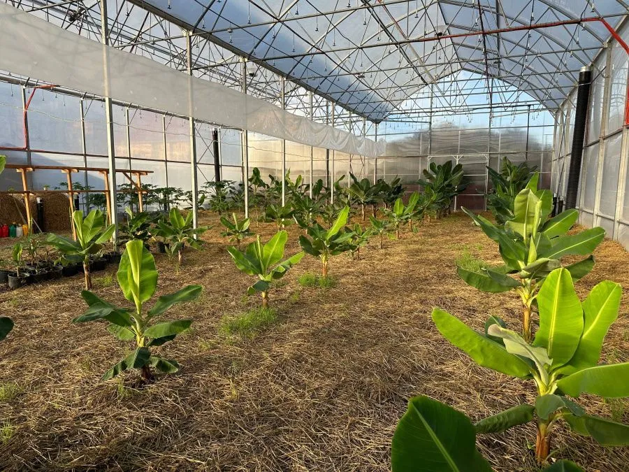 теплицы 100 гектар.jpg