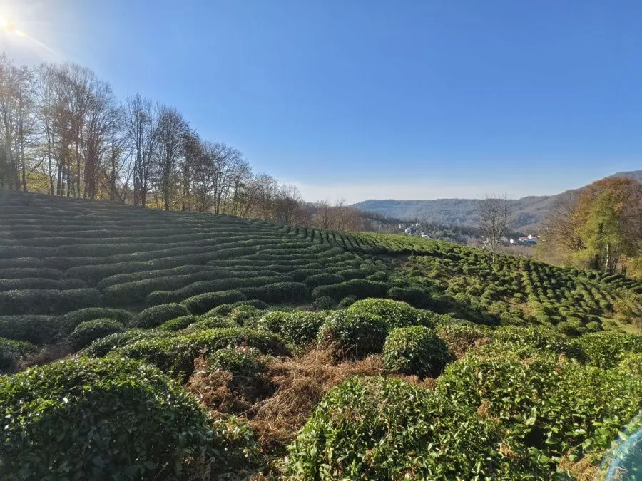 матчак6.jpg матчак6.jpg