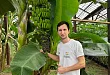 Российские бананы и папайя: сочинский эксперимент по выращиванию экзотических культур хотят масштабировать на всю страну