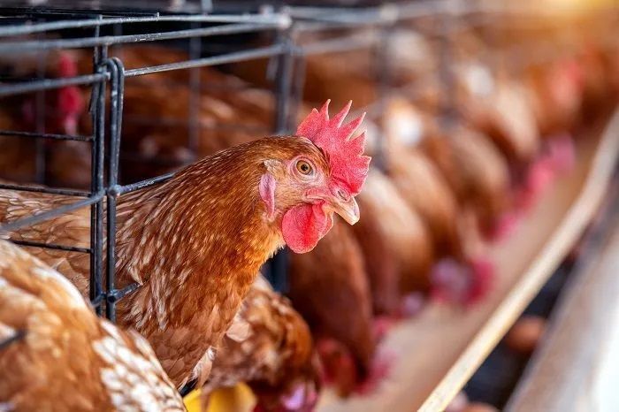 На Ставрополье в 2024 году откроют комплекс по переработке мяса птицы за 240 млн рублей На Ставрополье в 2024 году откроют комплекс по переработке мяса птицы за 240 млн рублей
