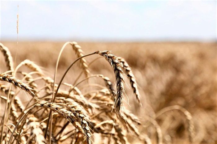 Кубанские  аграрии намолотили 5 миллионов тонн зерна