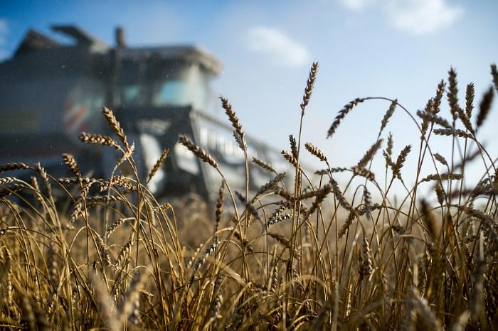 Хозяйства Кубани в этом году застраховали более 123 тыс. га посевов