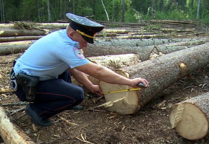 На Ставрополье экс-полицейского осудили за незаконную рубку деревьев с ущербом 45 млн рублей