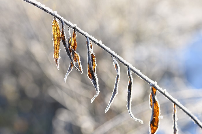 В Ростовскую область придет похолодание и первые заморозки