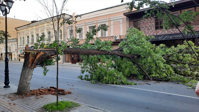 В Ростове на улице Московской упало дерево В Ростове на улице Московской упало дерево