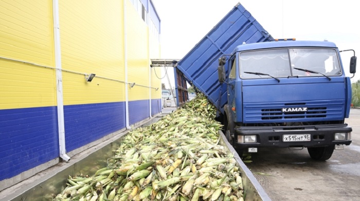 В Краснодаре запущена новая линия по переработке кукурузы