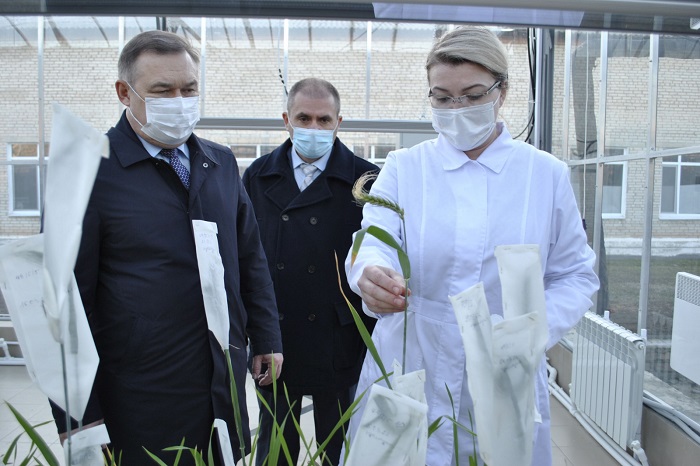 Объем господдержки элитного семеноводства в Ростовской области увеличили на 10%