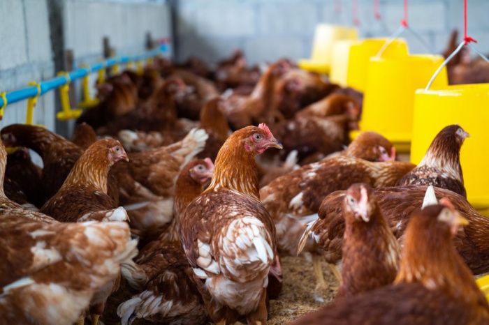 В Гулькевичском районе Кубани суд на месяц приостановил работу птицефабрики