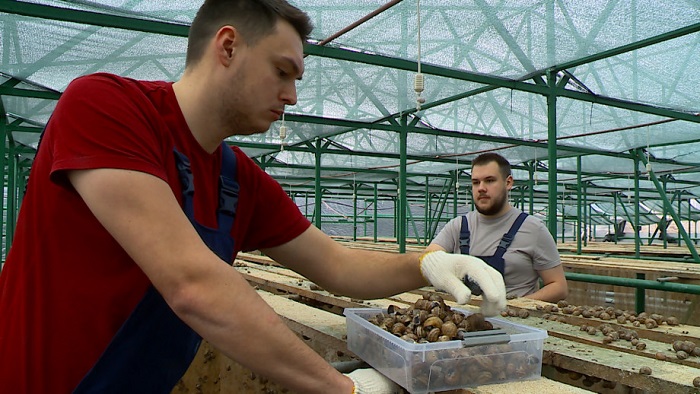 На Ставрополье выдали грант на производство 100 тонн улиток в год