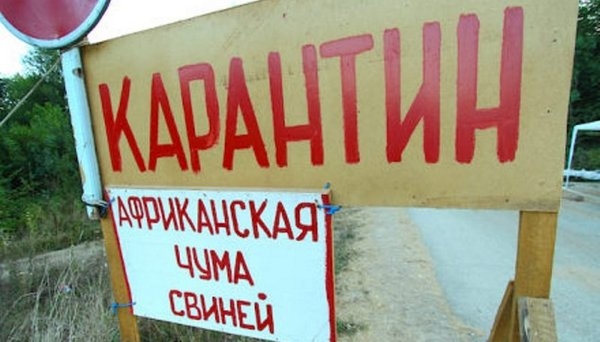 В двух районах Волгоградской области введен карантин из-за АЧС В двух районах Волгоградской области введен карантин из-за АЧС