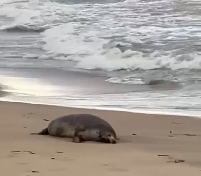 Росрыболовство обнаружило около 700 мертвых тюленей на берегу Каспия в Махачкале