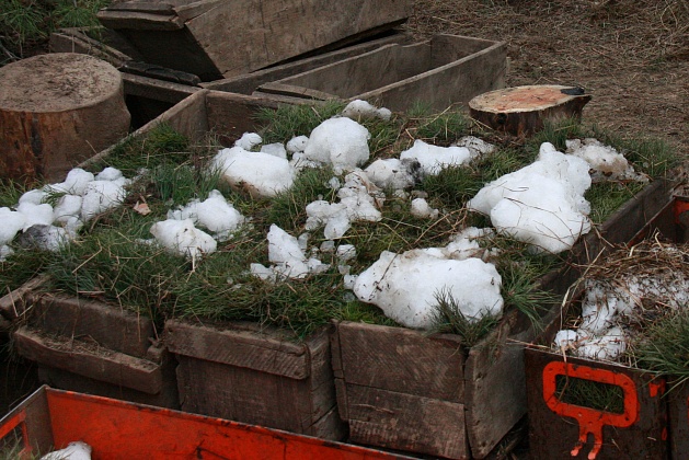 В Волгоградской области заготовили 110 тонн снега для лесонасаждения 