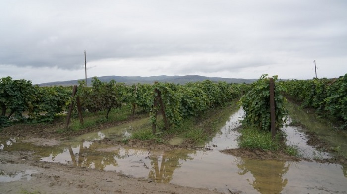 В Дагестане из-за дождей гибнет виноград на площади в 5 тыс. га