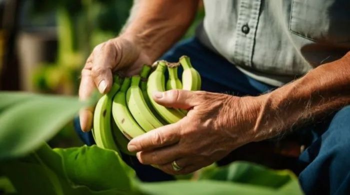 Правительство РФ включило бананы в перечень российской продукции Правительство РФ включило бананы в перечень российской продукции