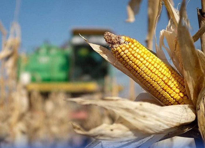По итогам года на Ставрополье урожай кукурузы вырос на 13% По итогам года на Ставрополье урожай кукурузы вырос на 13%