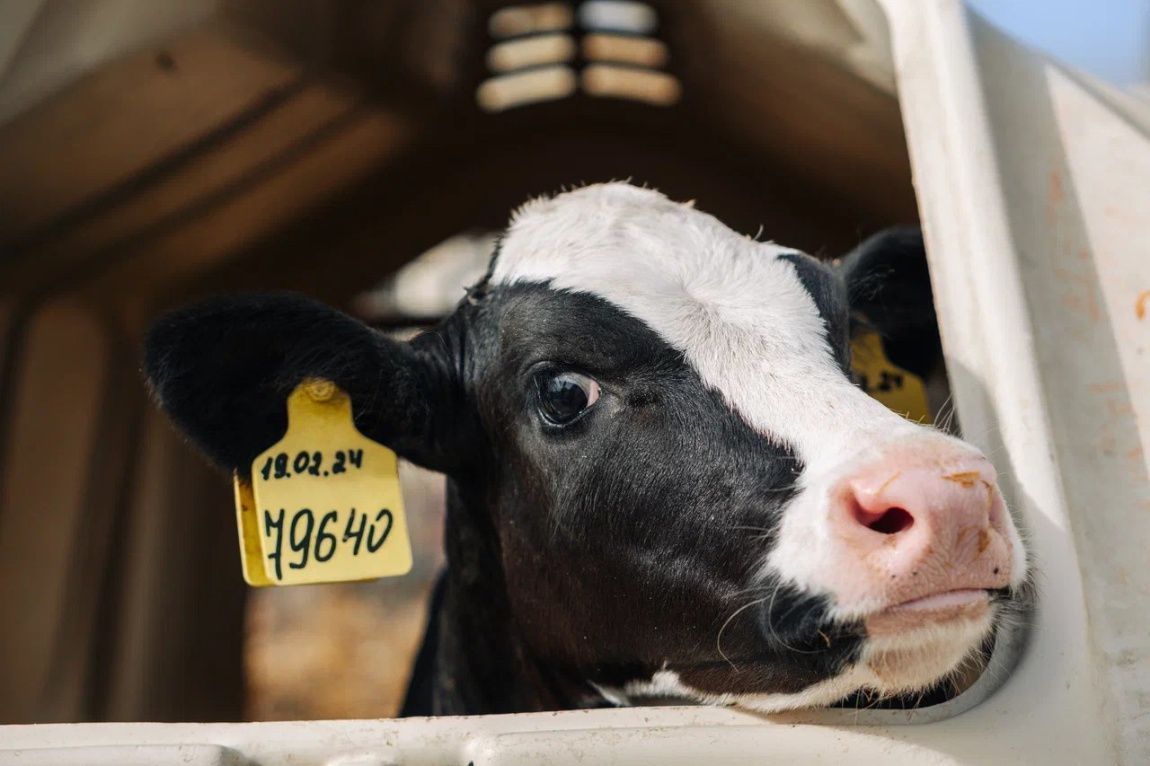 Агрохолдинг «Степь»