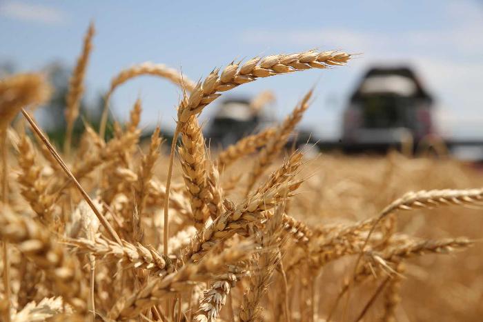Неочевидное вероятное: чем грозят АПК экспортные пошлины на зерно