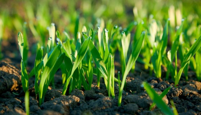 Агрохолдинг «СТЕПЬ» в шесть раз увеличил площади под No-Till Агрохолдинг «СТЕПЬ» в шесть раз увеличил площади под No-Till