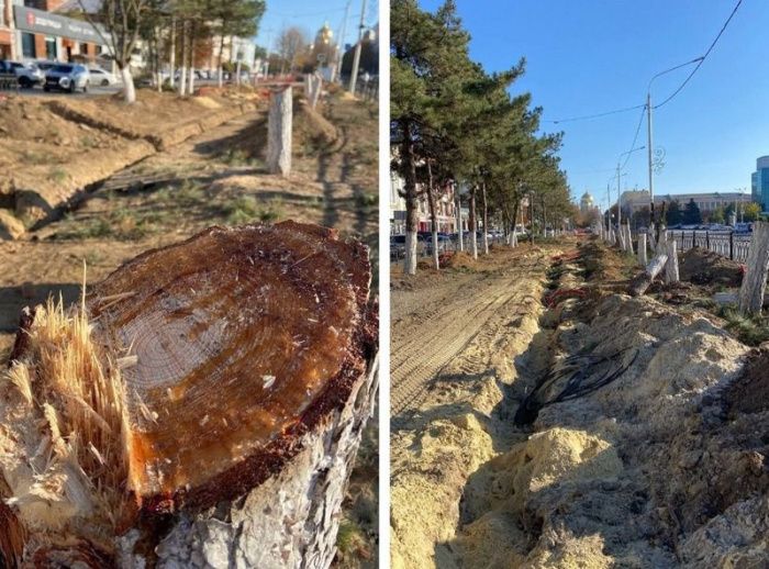 Спиливать деревья выше 1,8 метра в Ростовской области будут только после письменного разрешения губернатора Спиливать деревья выше 1,8 метра в Ростовской области будут только после письменного разрешения губернатора