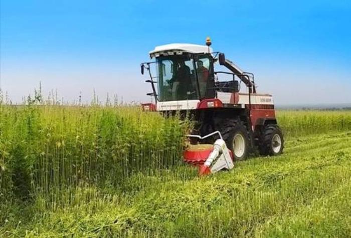 Ростсельмаш планирует в 2021 году выпустить партию комбайнов для уборки конопли Ростсельмаш планирует в 2021 году выпустить партию комбайнов для уборки конопли