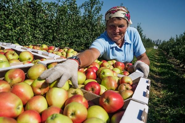 Ингушские садоводы инвестируют миллиарды рублей в глубокую переработку фруктов
