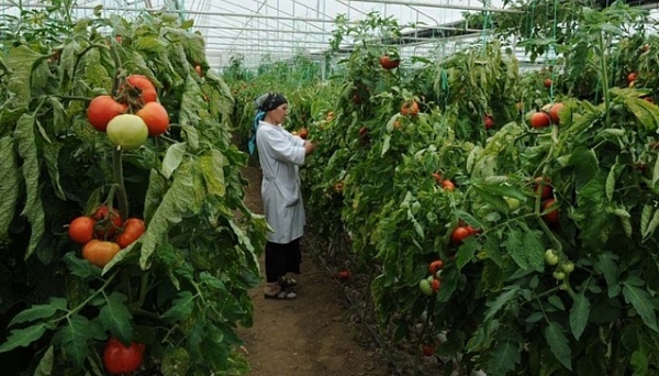 Ставропольский край заключил 6 сделок в сфере АПК на 24 млрд рублей на выставке «Золотая осень – 2015» Ставропольский край заключил 6 сделок в сфере АПК на 24 млрд рублей на выставке «Золотая осень – 2015»