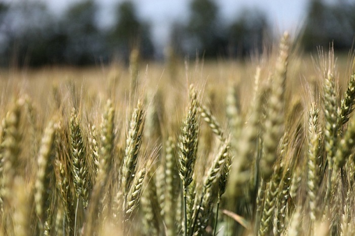 В Краснодарском крае аграрии собрали рекордные 12,4 млн тонн озимых культур