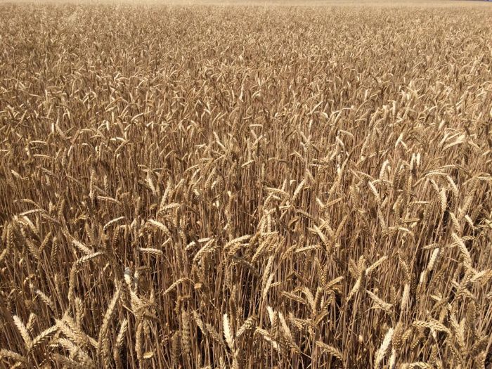 В Кабардино-Балкарии завершили уборку зерновых колосовых