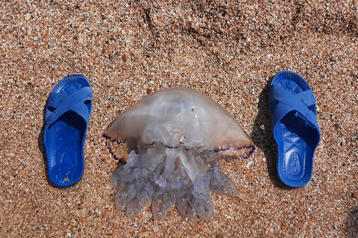 Гигантские медузы весом до 10 кг угрожают хамсе и тюльке в Азовском море