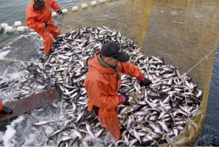 В Дагестане к 2025 году намерены удвоить объемы вылова рыбы