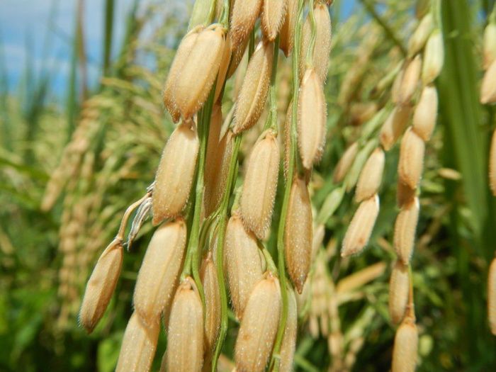 Рисоводы Дагестана рассчитывают на рекордный урожай