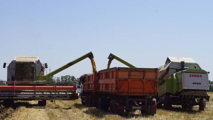 В Ставропольском крае завершается уборка горчицы