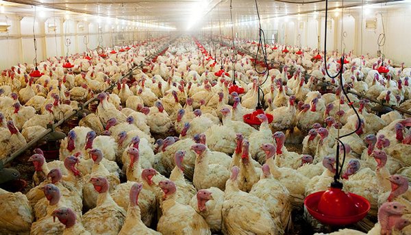 Компания «Евродон» выведет свою продукцию на зарубежные рынки Компания «Евродон» выведет свою продукцию на зарубежные рынки