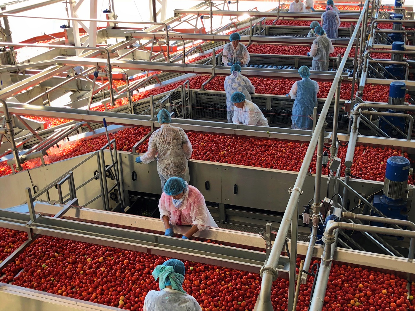 Ещё 6 млрд: АПК «Астраханский» удвоит производство томатной пасты