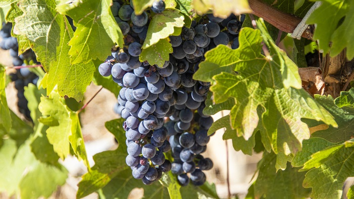 В Крыму в создание виноградарского хозяйства инвестируют 316,7 млн рублей
