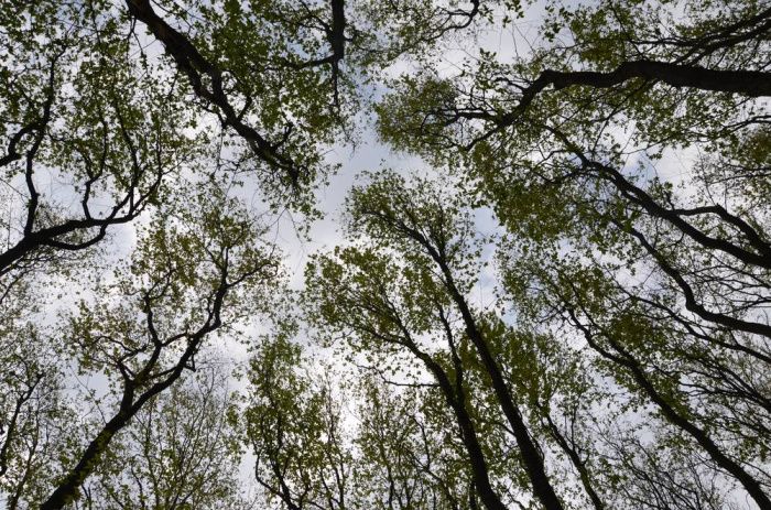В Ставропольском крае обустроили более 1000 км лесозащитных полос